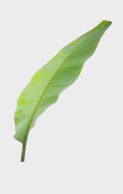 muz yaprağı. Kırpma yolu ile beyaz arka plan üzerinde izole.