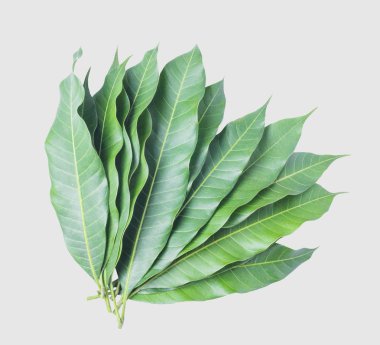 Kırpma yolu gri arka plan üzerinde izole mango, yeşil yaprakları