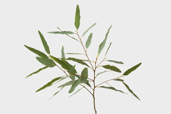 Eucalyptus Isolé Sur Fond Gris Avec Chemin Coupe — Photo