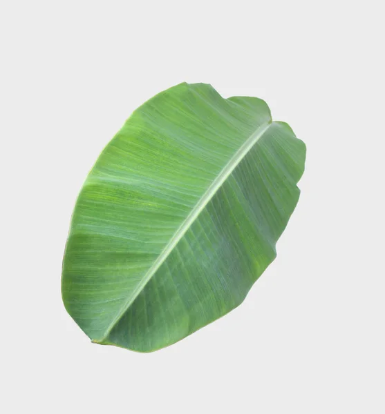 Banana Leaf Isolated White Background Clipping Path — Stock Photo, Image