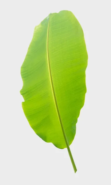 Bananenblatt Isoliert Auf Weißem Hintergrund Mit Clipping Pfad — Stockfoto