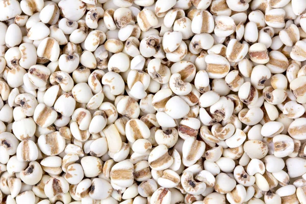 背景にキビの穀物をクローズ アップ — ストック写真