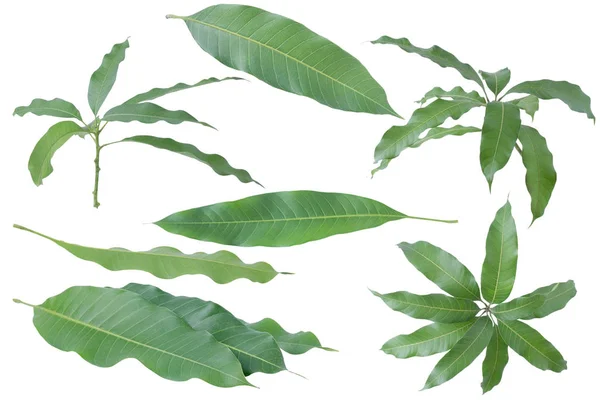 Zelené Listy Mango Izolované Šedém Pozadí Ořezová Cesta — Stock fotografie