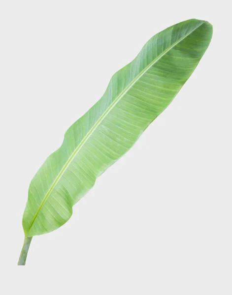 Bananenblatt Isoliert Auf Weißem Hintergrund Mit Clipping Pfad — Stockfoto