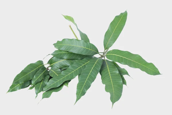 Zelené Listy Mango Izolované Šedém Pozadí Ořezová Cesta — Stock fotografie