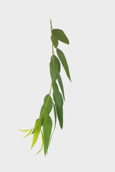 Eucalyptus Isolated Gray Background Clipping Path — Stock Photo, Image