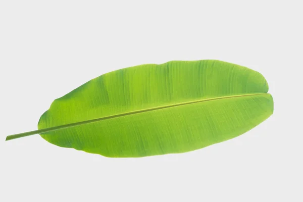 Bananenblatt Isoliert Auf Weißem Hintergrund Mit Clipping Pfad — Stockfoto