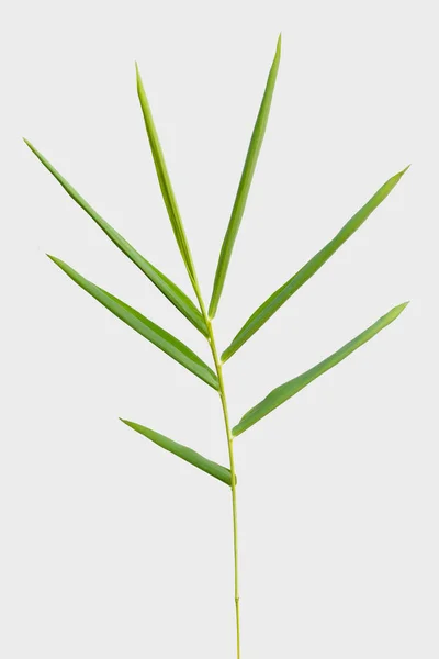 Bamboe Geïsoleerd Grijze Achtergrond Met Uitknippad — Stockfoto