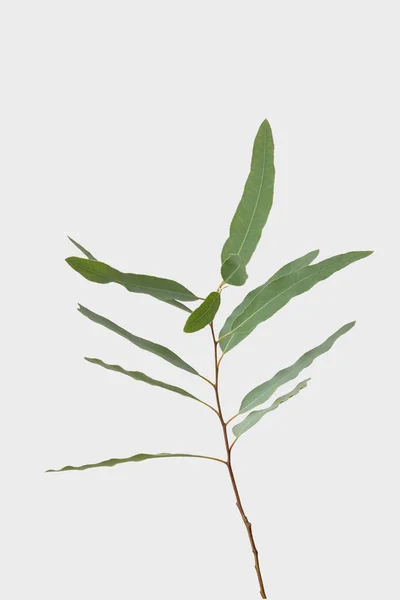 Eucalyptus Isolerad Grå Bakgrund Med Urklippsbana — Stockfoto