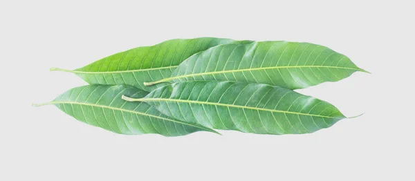 Green Leaves Mango Isolated Gray Background Clipping Path — Stock Photo, Image