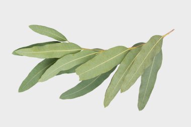 kırpma yolu ile gri arka plan üzerinde izole okaliptüs