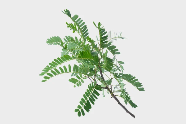 Tamarind Leaves Isolated Gray Background Clipping Path — Stock Photo, Image
