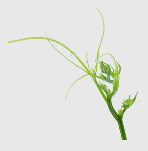 Зеленый Плющ Растения Изолированы Сером Фоне Обрезка Пути — стоковое фото