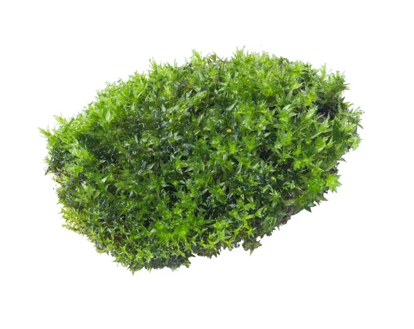 白い背景に閉じ込められた緑の苔 — ストック写真