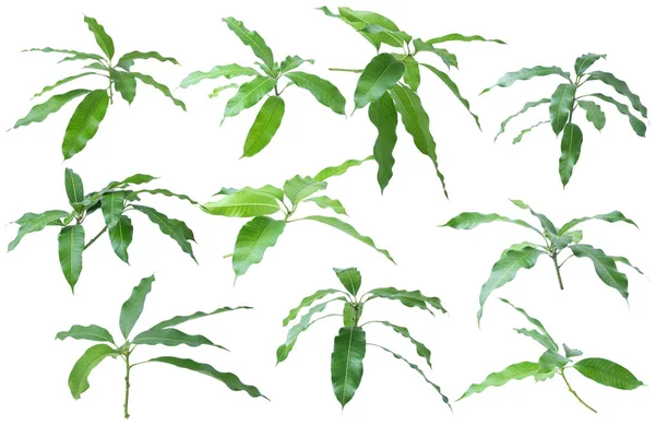 Green Leaves Mango Isolated Gray Background Clipping Path — Stock Photo, Image
