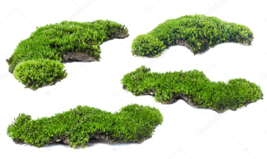 Green moss isolated on white background close up.	