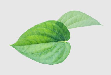 İzole kırpma yoluyla gri arka plan üzerinde yeşil tembul yaprak.