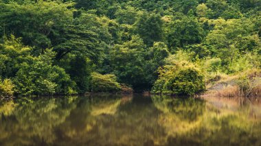 yeşil orman su yansıma yaz peyzaj göl