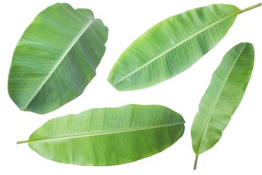 muz yaprağı. Kırpma yolu ile beyaz arka plan üzerinde izole.