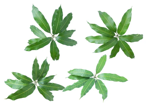 灰色の背景に分離されたマンゴーの緑の葉は パスをクリッピング — ストック写真
