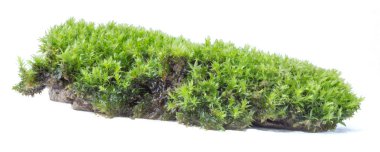 Yeşil yosun beyaz arka planda izole edilmiş, yakın plan.