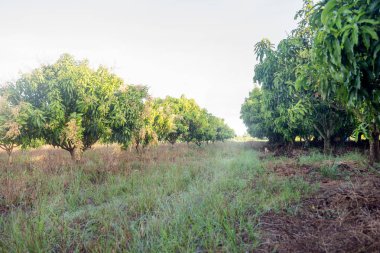 Mango tropik ülkede bir çiçekli alan. Tarım concep