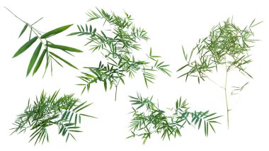 kırpma yolu ile gri arka plan üzerinde izole bambu