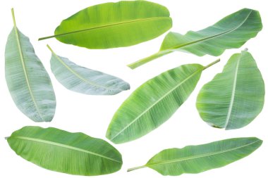 muz yaprağı. Kırpma yolu ile beyaz arka plan üzerinde izole.