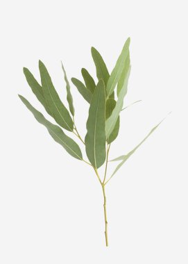 kırpma yolu ile gri arka plan üzerinde izole okaliptüs