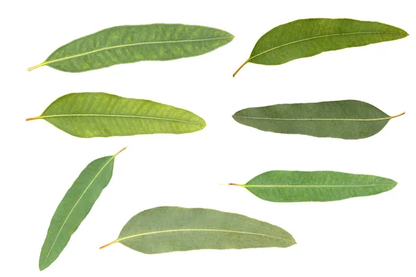 Eukalyptus Samostatný Šedém Pozadí Ořezovou Cestou — Stock fotografie