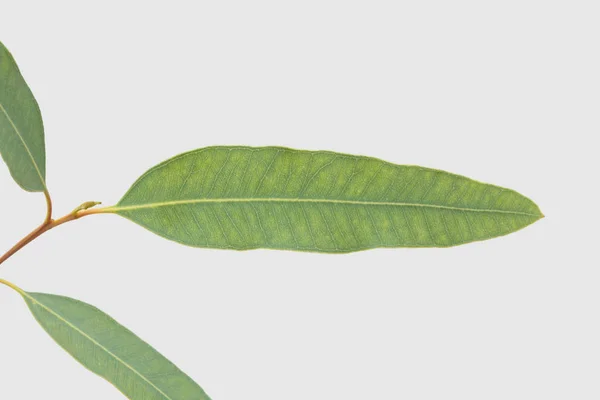 Eucalyptus Isolerad Grå Bakgrund Med Urklippsbana — Stockfoto