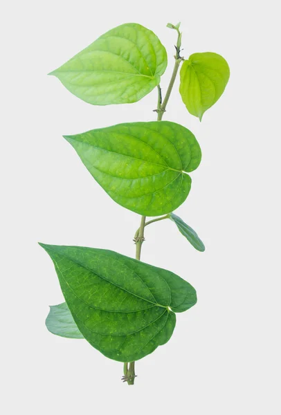 stock image Green betel leaf isolated on the gray background with clipping path.