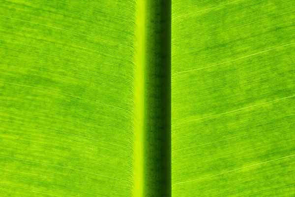 Fechar Folhas Banana Fundo Textura — Fotografia de Stock