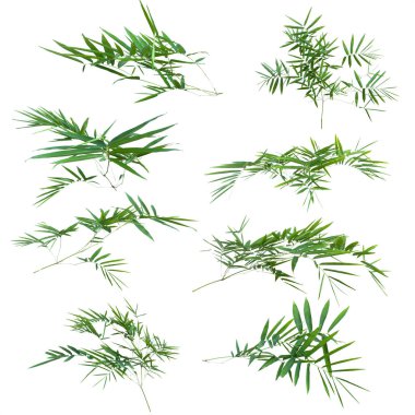 kırpma yolu ile gri arka plan üzerinde izole bambu