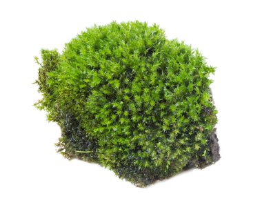 Yeşil yosun beyaz arka planda izole edilmiş, yakın plan.