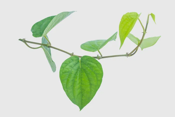 Green Betel Leaf Isolated Gray Background Clipping Path — Stock Photo, Image