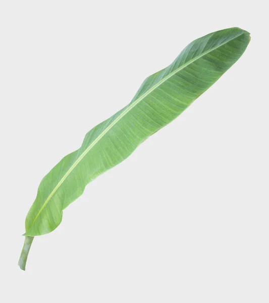 Banana Leaf Białym Tle Szarym Tle Ścieżką Przycinającą — Zdjęcie stockowe
