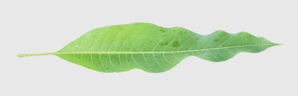 Зелене Листя Манго Ізольовано Сірому Фоні Відсічний Контур — стокове фото