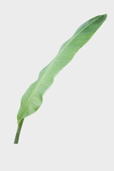 Банановий Лист Ізольований Сірому Фоні Відсічним Контуром — стокове фото