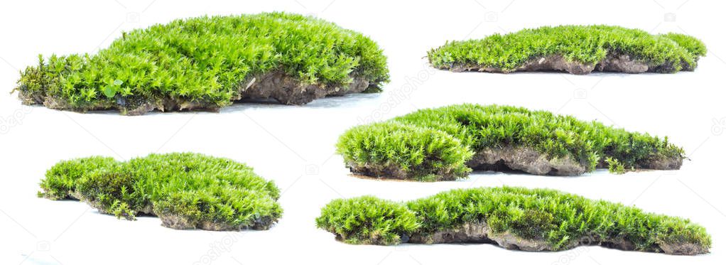 Green moss isolated on white background close up.	