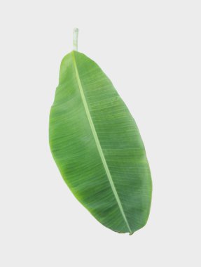 Muz yaprağı kırpma yolu ile beyaz arkaplanda izole edildi.