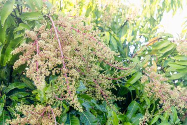 Çiçek açan bir mango koruluğunun yakınında.