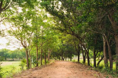 Güneşli gün ışığında yeşil orman doğal geçidi.