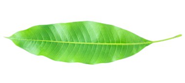 Yeşil mango yaprakları gri arka planda izole edilmiş, kırpma yolu.