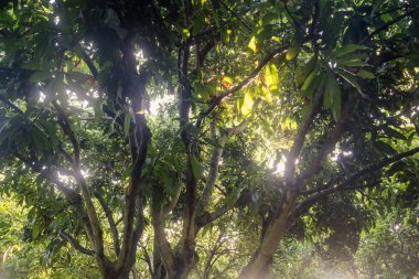 Taze yeşil orman ve yeşil ağaçtan geçen güneş ışığı - Düşük Angle Manzarası.