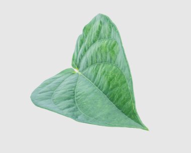 İzole kırpma yoluyla gri arka plan üzerinde yeşil tembul yaprak.