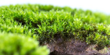 Yeşil yosun beyaz arkaplanda izole edildi. Yakın plan.