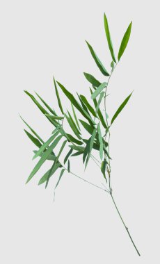 kırpma yolu ile gri arka plan üzerinde izole bambu