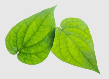 İzole kırpma yoluyla gri arka plan üzerinde yeşil tembul yaprak.