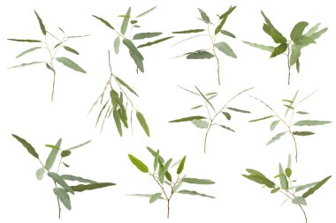 okaliptüs gri arka planda kırpma yolu ile izole edilmiştir.